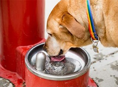 Dog-Only Fountain